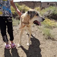 سگ نر گله ای