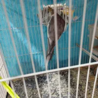 عروس هلندی|پرنده|چناران, |دیوار