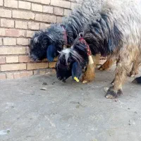 فروش ۲ راس میش بختیاری.کله زنگی.ابستن سنگین.