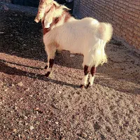 نربز۲سال|حیوانات مزرعه|تربت جام, جامرود|دیوار