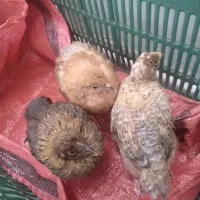 سه تا جوجه محلی با قفس