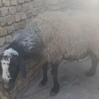 نر جوان 80کیلو|حیوانات مزرعه|کرج, فاز ۴ مهرشهر|دیوار