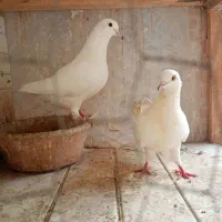 کبوتر گرفته مهرخورده|پرنده|رشت, سیا اسطلخ|دیوار