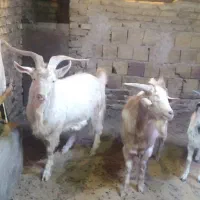 نر بز وبزغاله نر|حیوانات مزرعه|فریمان, |دیوار