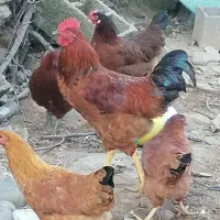 فروش خروس محلی اصیل|حیوانات مزرعه|بابکان, |دیوار