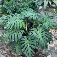 فروش ویژه انواع گل و گیاه در گلخانه یوکا|گل و گیاه طبیعی|بندر انزلی, نامجو|دیوار