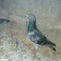 کبوتر  مسافتی