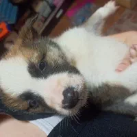 واگذاری توله سگ رایگان|سگ|نوشهر, |دیوار