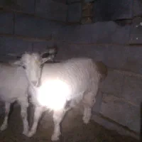 کهره نر چاق