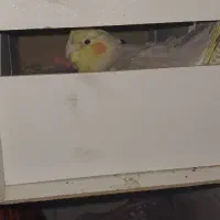 عروس هلندی نروماده