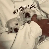 توله سگ پامر روباهی