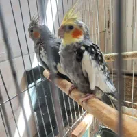 عروس هلندی نر و ماده ۷ ماهه