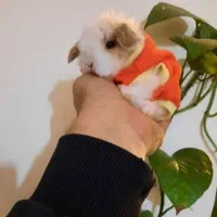 فروش انواع خرگوش مینیاتور ، لوپ ،جرسی واکسینه شده|موش و خرگوش|خرمآباد, |دیوار