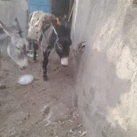 الاغ|حیوانات مزرعه|سبزوار, کراب|دیوار