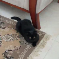 گربه اسکاتیش بریتیش ماده|گربه|ساری, |دیوار