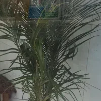 گل سیکاس ارتفاع یکمتر