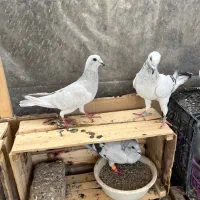 یک جفت کرمونی درجه یک به ضمانت تخم و جوجه|پرنده|تربت‌حیدریه, ۴۵ متری|دیوار