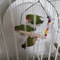 ۳عدد طوطی برزیلی|پرنده|چهاردانگه (تهران), |دیوار