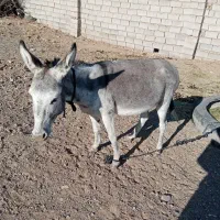 خر.|حیوانات مزرعه|سبزوار, پیروزی|دیوار