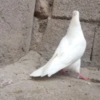 کبوتر گردای