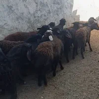 بره نر قره قزل|حیوانات مزرعه|تیکمه داش, |دیوار