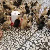 جوجه اردک و جوجه مرغ یکهفتهای|حیوانات مزرعه|رشت, باهنر|دیوار