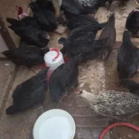جوجه مرغ و خروس ۴ ماهه