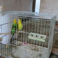 مرغ عشق انواع رنگ تکی  جفت هم هست