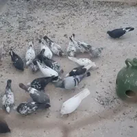 کبوتر معاوضه  با انگشتر یا گردنبند|پرنده|یزد, |دیوار
