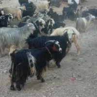 بز روزگار نمونه