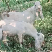 دوتا بزغاله نر اصل پاکستانی|حیوانات مزرعه|هشتگرد, تهران دشت|دیوار