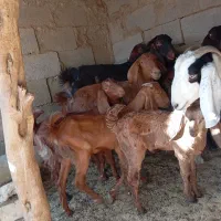 بز فروشی|حیوانات مزرعه|هیرمند, |دیوار