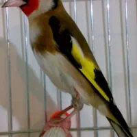 سهره و قفس سهره