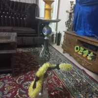 سلام حراجی|حراج|نیشابور, شهرک اندیشه|دیوار