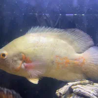 اسکار البینو درشت