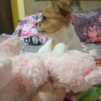 شیتزو سوپر فلت|سگ|شیراز, کیان آباد|دیوار