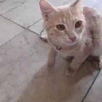 گربه خانگی ۶ ماهه