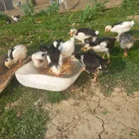 مرغ گلین  قلم سیاه خال  خالی ریشو باجوجه|حیوانات مزرعه|بهنمیر, |دیوار