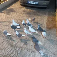 تعداد ۱۵ عددکفتر تهرانی