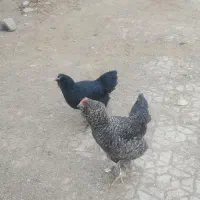 مرغ و خروس مرندی