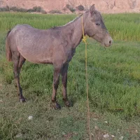 اسب
