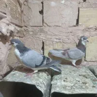 کبوتر طوقی،ساده،خارا|پرنده|سبزوار, امیر کبیر|دیوار