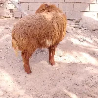 بره نر شادگان