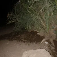 تعدادی فسیل مضافتی بفروش میرسد|کلکسیون و سرگرمی|کهنوج, |دیوار