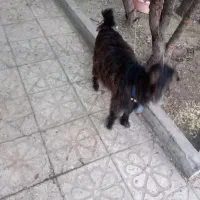 بزغاله ماده
