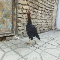 مرغ لاری|حیوانات مزرعه|قرچک, داوود آباد|دیوار