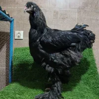 مرغ و خروس برهما تخمگذار اصیل و لاری|حیوانات مزرعه|پیشوا, |دیوار