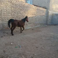 اسب|اسب و تجهیزات اسبسواری|میبد, |دیوار