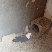 کلاغ کرباتی چپ و ساده