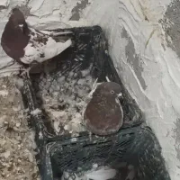 پرنده کفتر|پرنده|خنج, |دیوار